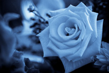 Thanh