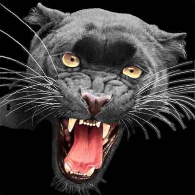 Goodreads profile picture for @panther