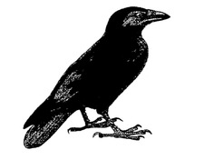 Old Crow