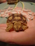 Tortle