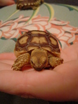 Tortle