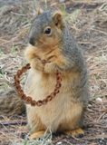 Goodreads profile picture for @squirrels