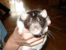 Todd
