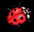 Ladybug