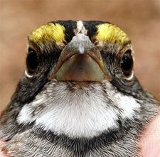 Donna Hutt Stapfer Bell