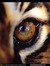 TigerLilly