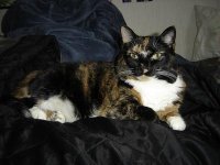 Rachroessler Roessler