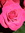 Brandy | 2 comments