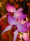 Goodreads profile picture for @orchid