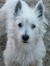 Cooper