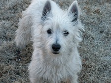 Cooper