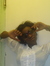 Yamilacoby coby