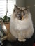 Charline