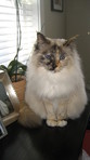 Charline