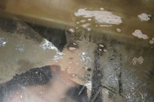 snobbess sphaeritalius