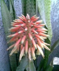 Maha Hameed