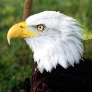 OPA Jr. Librarian Witt