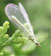 Lacewing