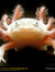Roz