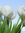 tulip p...