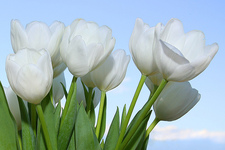 tulip putih