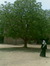 Salwa Abbasi
