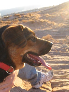 Mama Dog