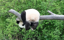 Pandasaur The Panda