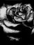 Shadowrose