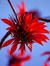 Erythrina