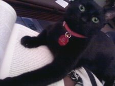 Kevyn
