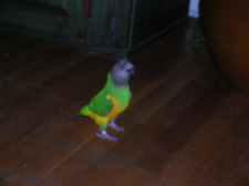 Brian
