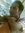 Badrul ...