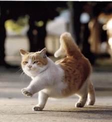 Hokey