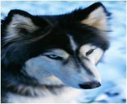Goodreads profile picture for @husky