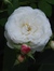 Oldroses