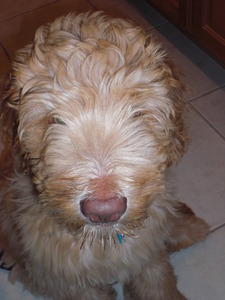 Labradoodlelover1202