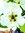 Mint | 3 comments