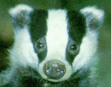 Badger