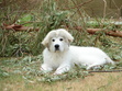 Emmie
