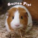 Osoguineapig