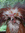 RunningChicken