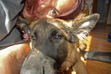 Martina