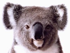 Koalabear Tumbarumba