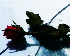 Liz at Midnight Bloom Reads