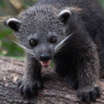 Binturong