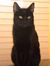 Tanis Half-Blacky
