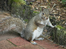 Greysquirrel