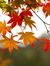 Soaring Leaves