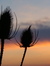 Dawn